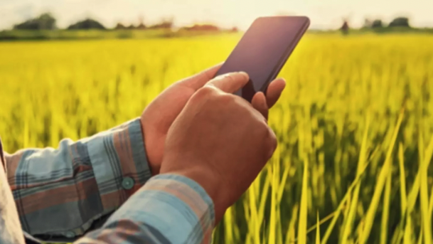 Hands holding a phone in a field